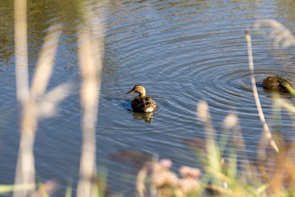 Canard dans les espaces humides des Dunes du Fort Vert à Marck