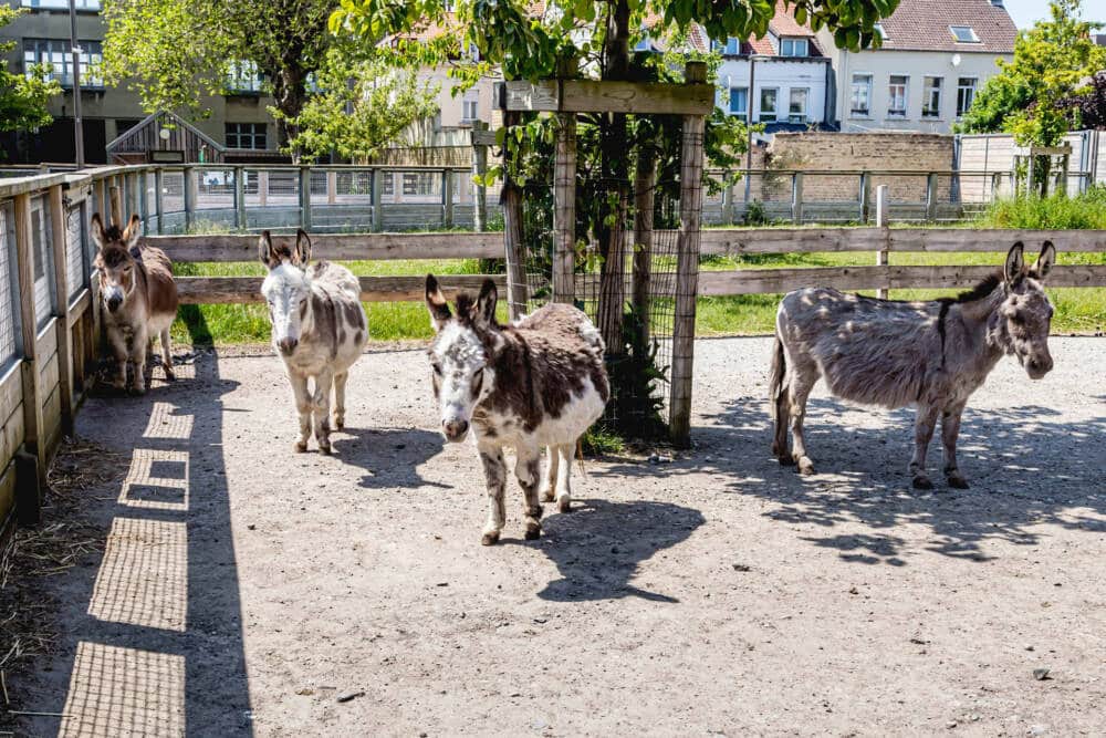 Des ânes profitant du soleil à la Ferme Urbaine de Calais, un espace pédagogique en plein cœur de la ville dédié à la découverte des animaux et de l’agriculture durable. Un lieu idéal pour les familles et les curieux en quête de nature et de biodiversité.