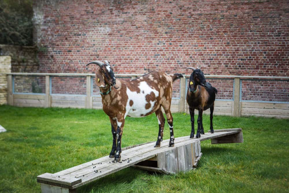 Deux chèvres évoluant sur une passerelle en bois à la Ferme Urbaine Anima de Calais. Un espace ludique et pédagogique où petits et grands découvrent la vie animale en pleine ville, au cœur d’un cadre verdoyant et authentique.