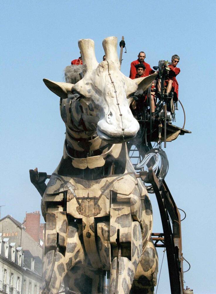 Les giraffes, protagonistes du spectacle 