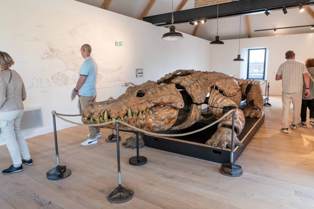 La mue en bois du Crocodile des animaux de la Place, présenté à l'étage du Logis du Major du Fort Risban.