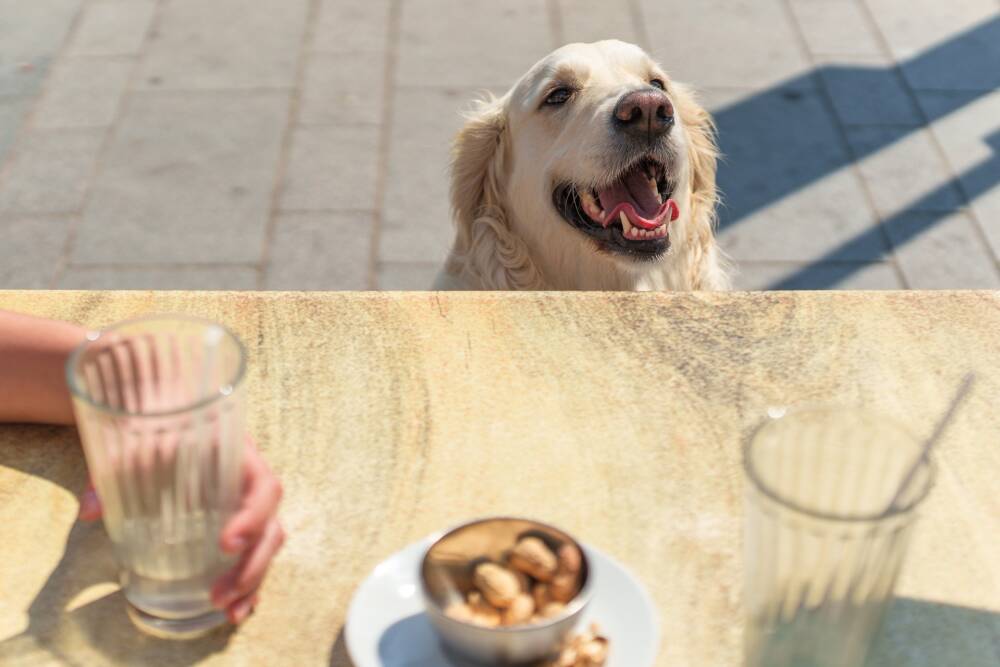 Un chien sagement assis en terrasse d'une restaurant à Calais Nord.