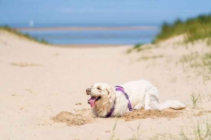 Hundetourismus Marck Beach