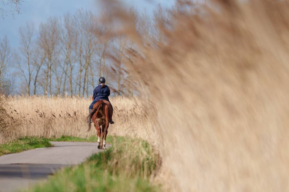 Balade à Cheval le long des champs sur les hauteurs du Cap Blanc Nez.