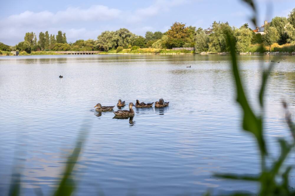 Les oiseaux se baignant aux Terres Saint Roch à Calais.