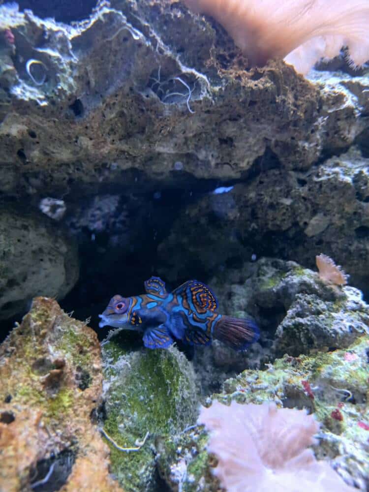 Aquarium du Cercle Aquariophile de Calais