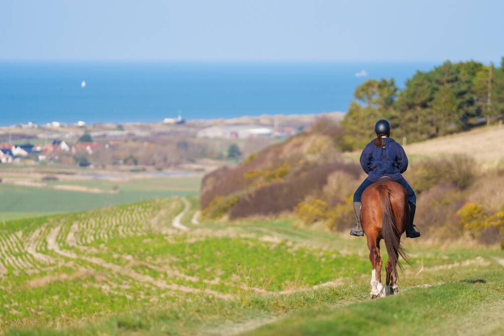 Illustration équestre Calais