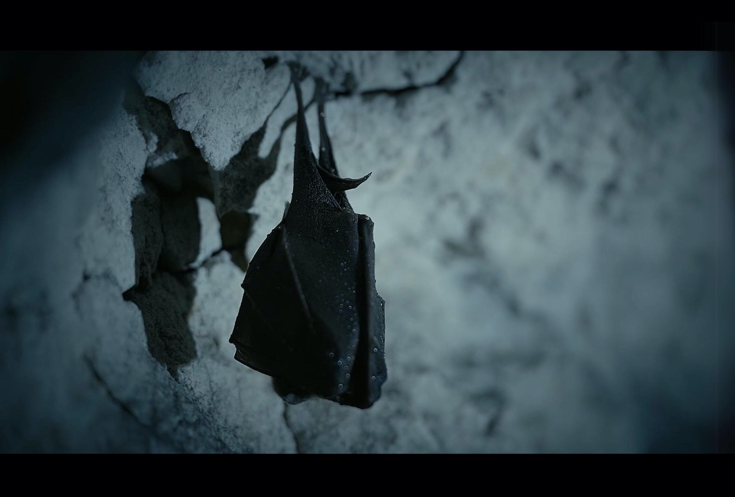 Nouvelle version Mondes Sauvages